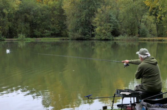 how bait attracts fish