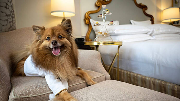 best dog-friendly hotels in the U.S.